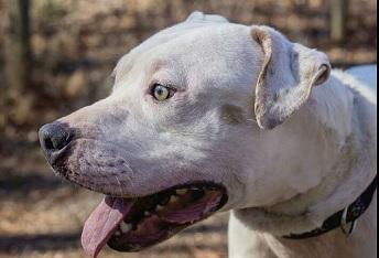 CASPER- Needs a forever home!