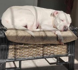 CASPER- Needs a forever home!, an adoptable American Bulldog in Birmingham, MI, 48012 | Photo Image 3