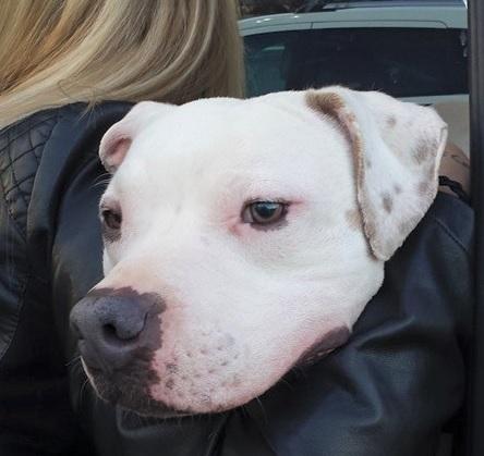 CASPER- Needs a forever home!, an adoptable American Bulldog in Birmingham, MI, 48012 | Photo Image 4