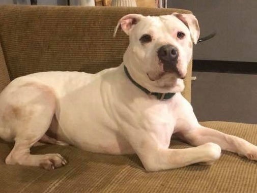 CASPER- Needs a forever home!, an adoptable American Bulldog in Birmingham, MI, 48012 | Photo Image 5