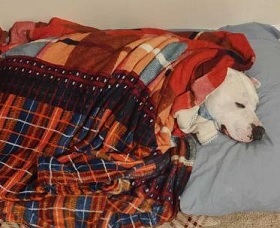 CASPER- Needs a forever home!, an adoptable American Bulldog in Birmingham, MI, 48012 | Photo Image 6