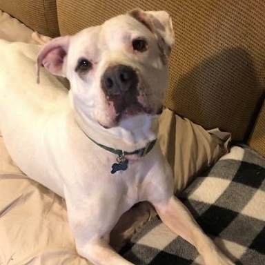 CASPER- Needs a forever home!, an adoptable American Bulldog in Birmingham, MI, 48012 | Photo Image 1