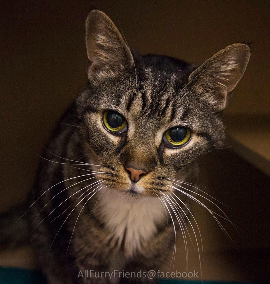 Scarecrow, an adoptable Tabby in Haw River, NC, 27258 | Photo Image 1