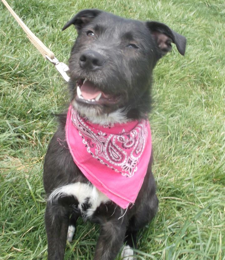 Maisy, an adopted Labrador Retriever & Terrier Mix in Kansas City, MO_image-1
