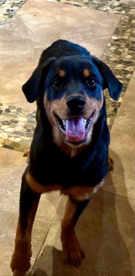 6 MONTH OLD WIGGLE BUTT, an adoptable Rottweiler in Northwood, OH, 43619 | Photo Image 1