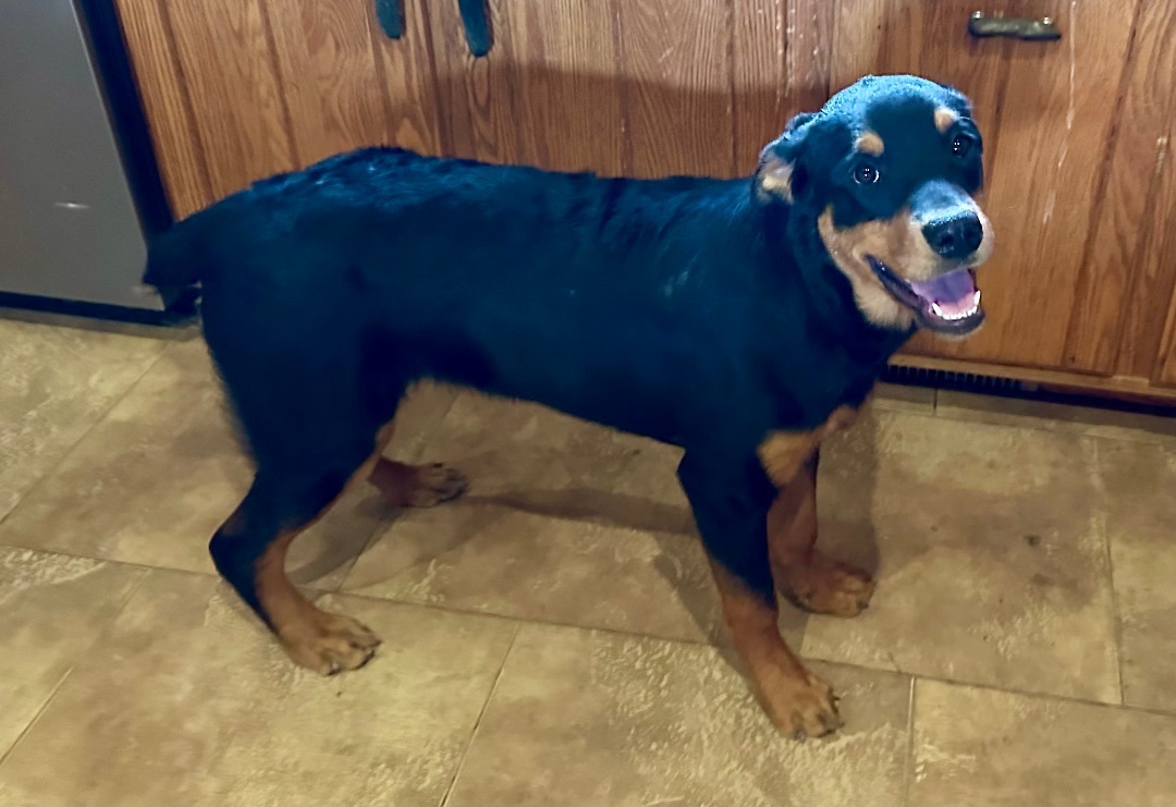 6 MONTH OLD WIGGLE BUTT, an adoptable Rottweiler in Northwood, OH, 43619 | Photo Image 3