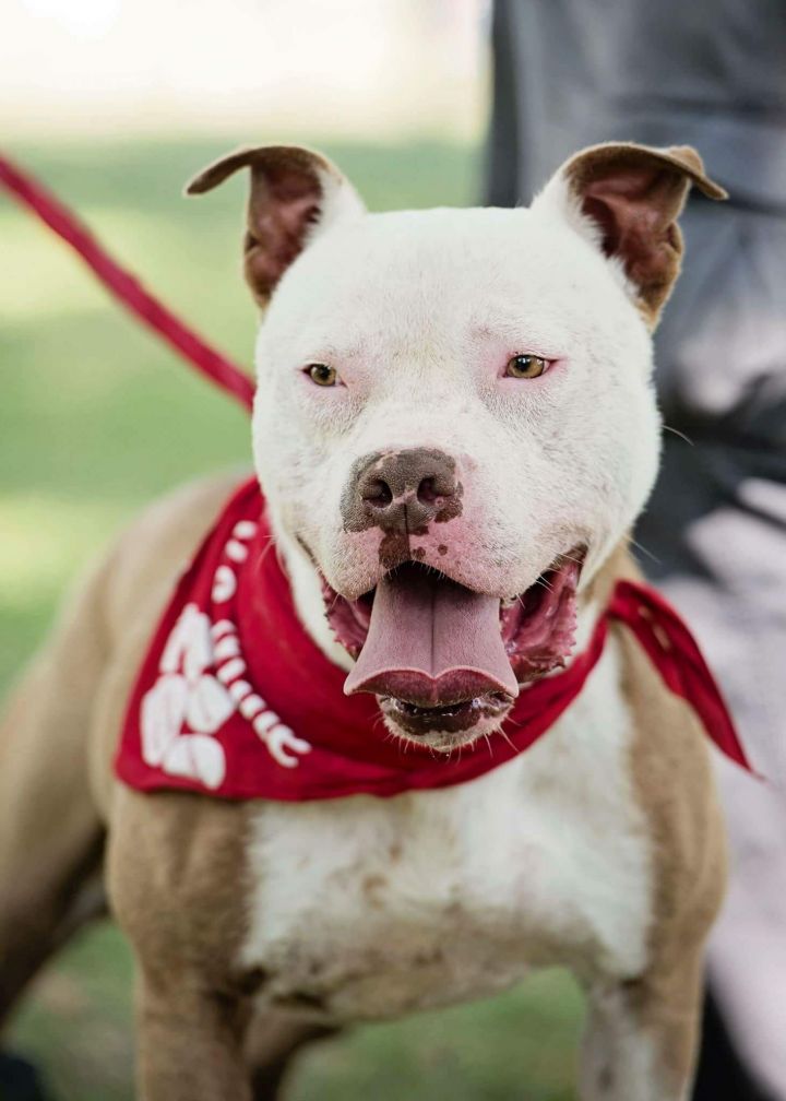 River, an adoptable Staffordshire Bull Terrier Mix in Brea, CA_image-1