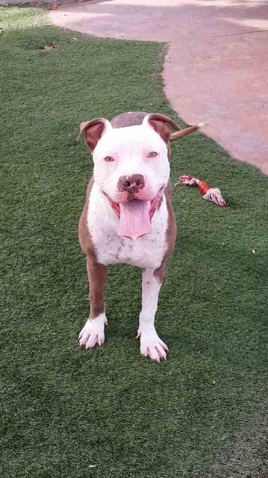 River, an adoptable Staffordshire Bull Terrier in Brea, CA, 92822 | Photo Image 6