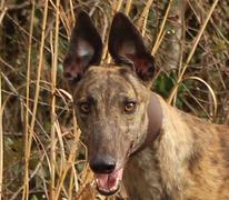 AMF Sister Sue, an adoptable Greyhound in Douglasville, GA, 30134 | Photo Image 1