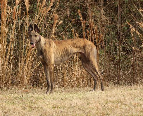 AMF Sister Sue, an adoptable Greyhound in Douglasville, GA, 30134 | Photo Image 2