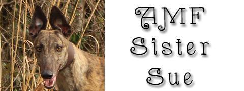 AMF Sister Sue, an adoptable Greyhound in Douglasville, GA, 30134 | Photo Image 3