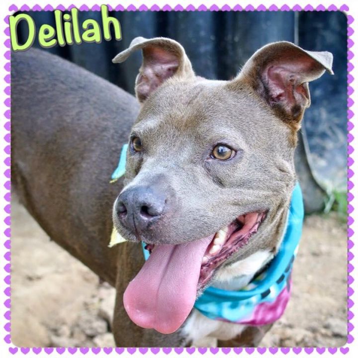 Delilah 2