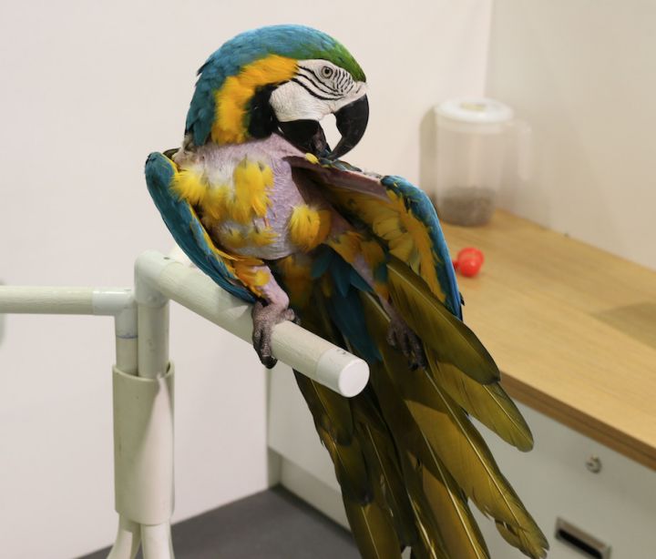 Willow, an adopted Macaw in San Diego, CA_image-3