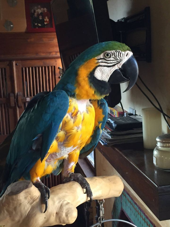 Willow, an adopted Macaw in San Diego, CA_image-1