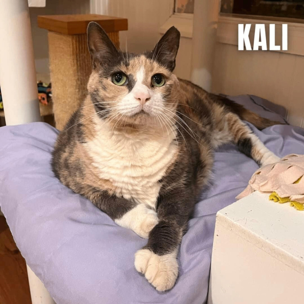 KALI, an adoptable Domestic Short Hair in Cape May, NJ, 08204 | Photo Image 2