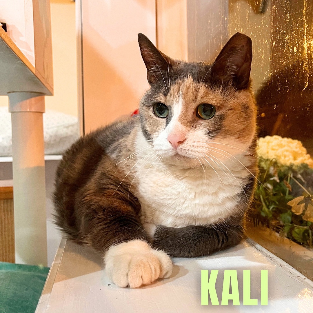 KALI, an adoptable Domestic Short Hair in Cape May, NJ, 08204 | Photo Image 3