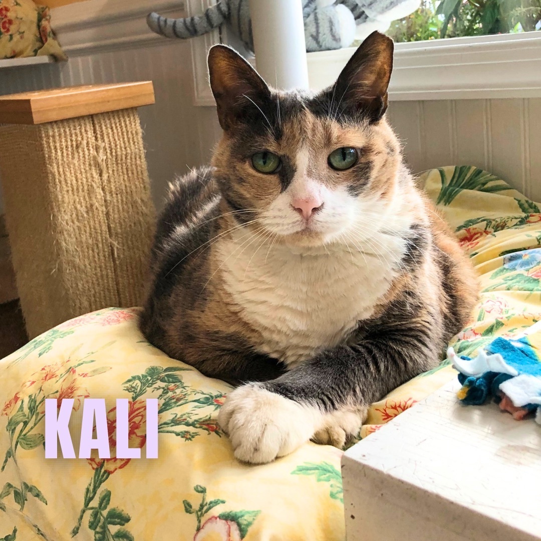 KALI, an adoptable Domestic Short Hair in Cape May, NJ, 08204 | Photo Image 5