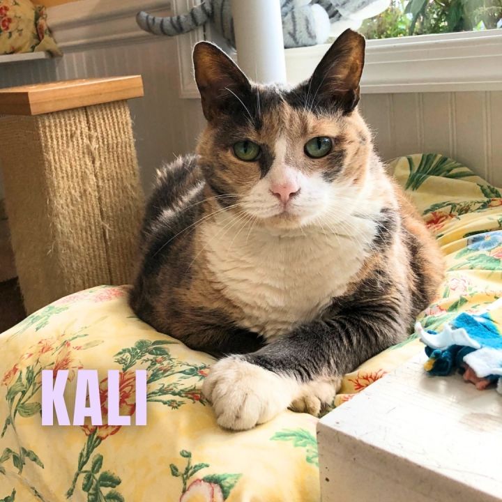 KALI, an adoptable Domestic Short Hair & Calico Mix in Cape May, NJ_image-6