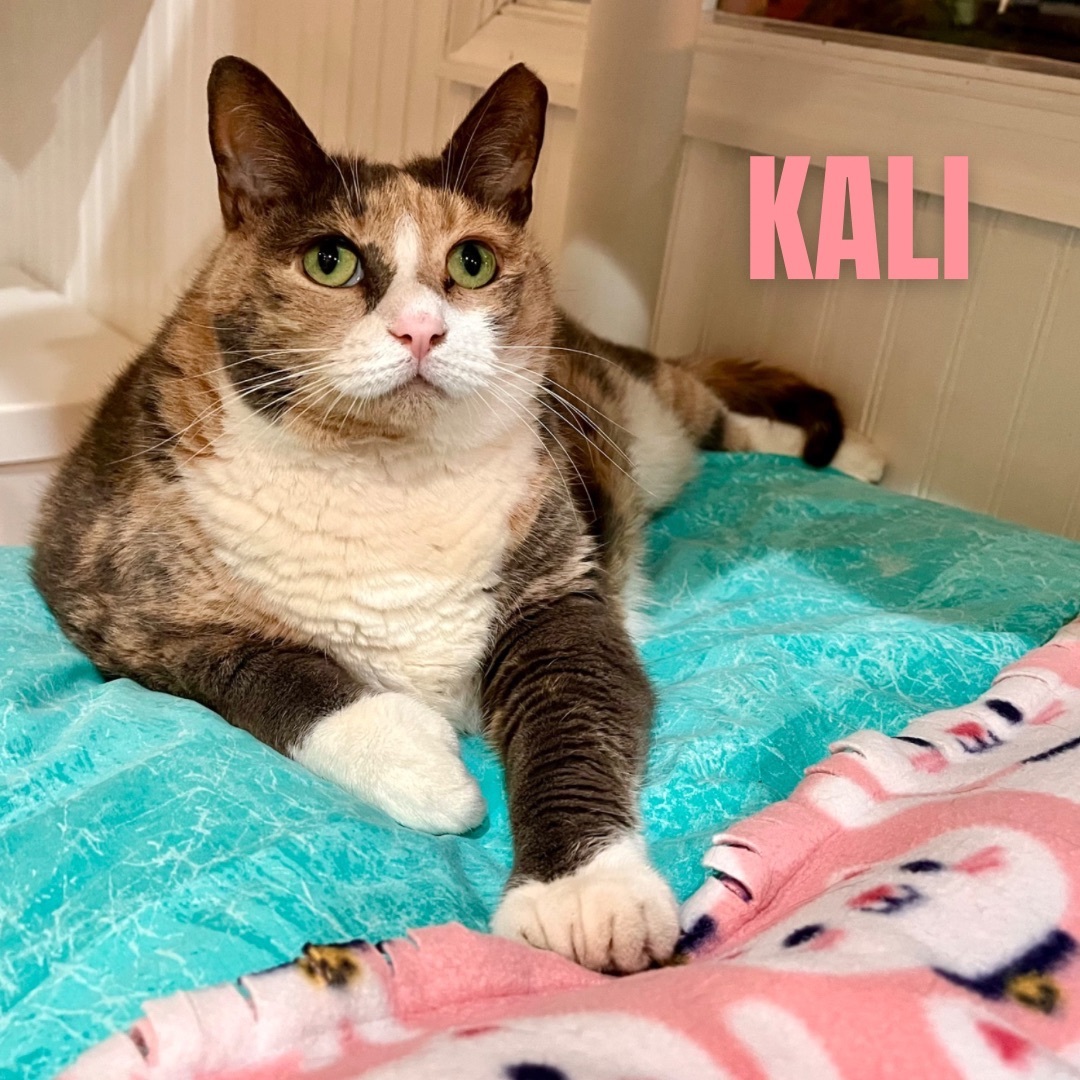 KALI, an adoptable Domestic Short Hair in Cape May, NJ, 08204 | Photo Image 6