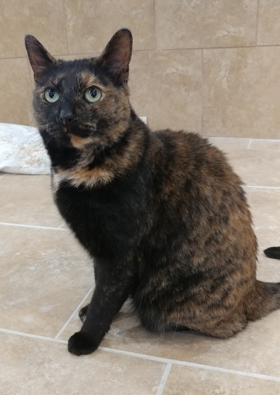 Toggle, an adoptable Tortoiseshell in Rochester, NY, 14622 | Photo Image 1