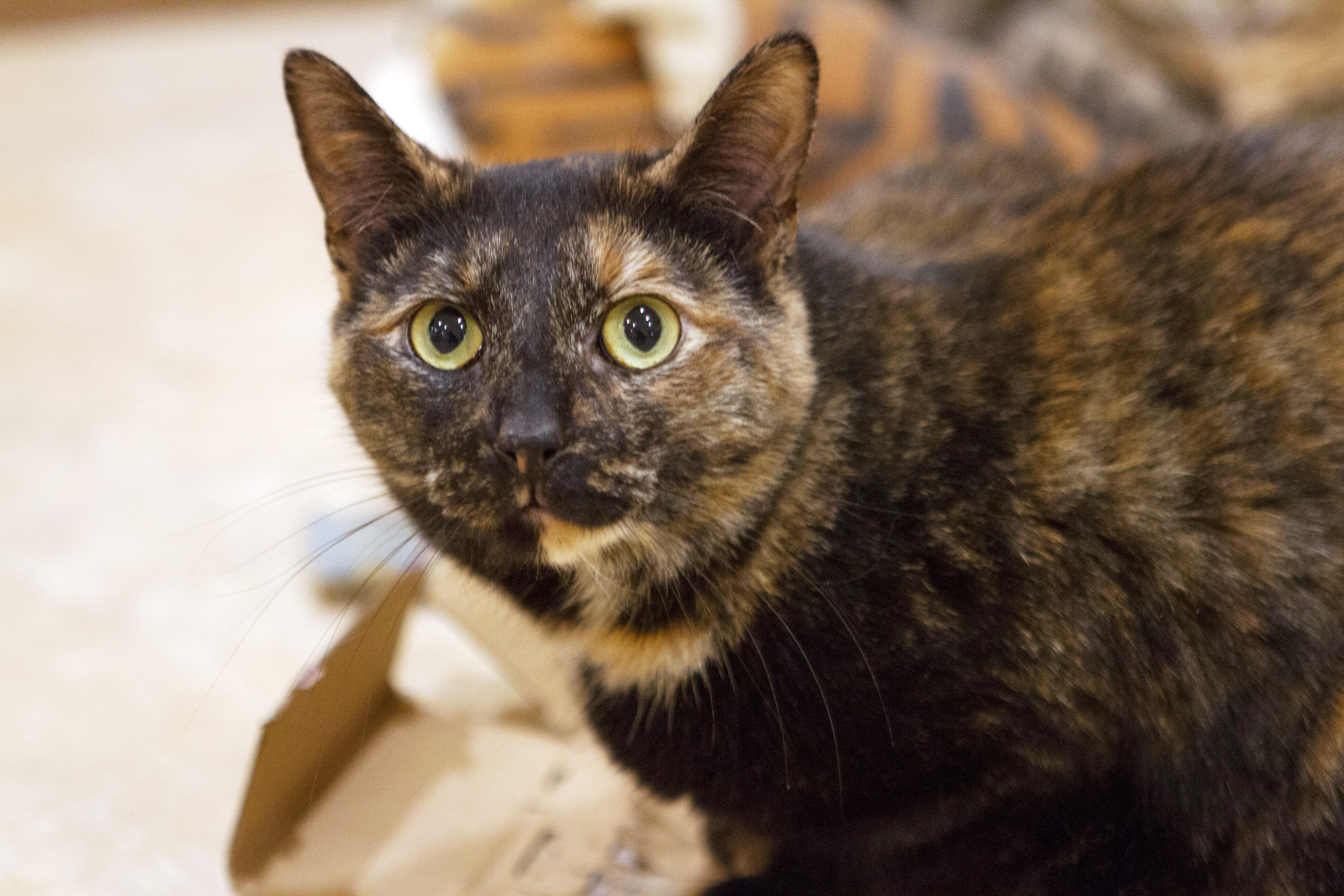Toggle, an adoptable Tortoiseshell in Rochester, NY, 14622 | Photo Image 2