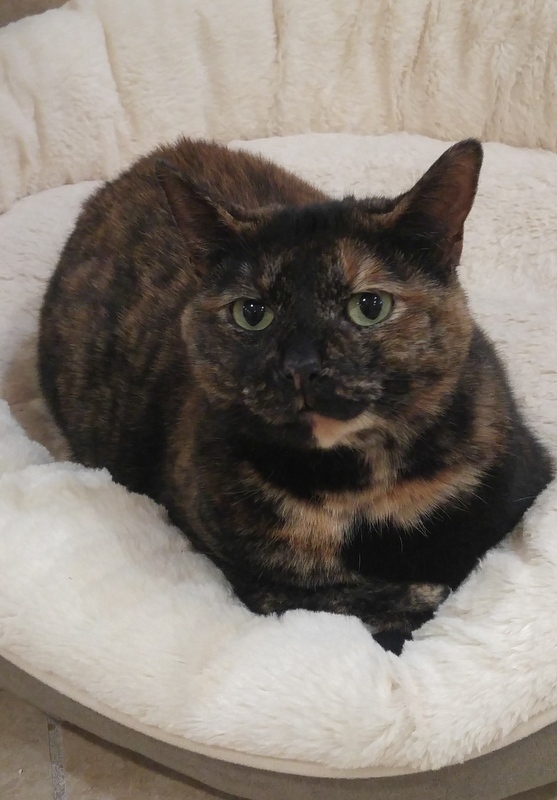 Toggle, an adoptable Tortoiseshell in Rochester, NY, 14622 | Photo Image 3