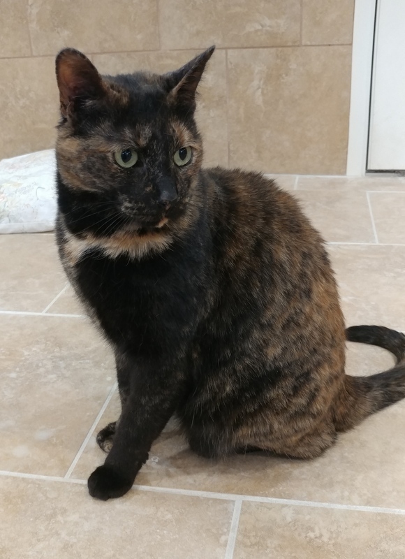 Toggle, an adoptable Tortoiseshell in Rochester, NY, 14622 | Photo Image 4