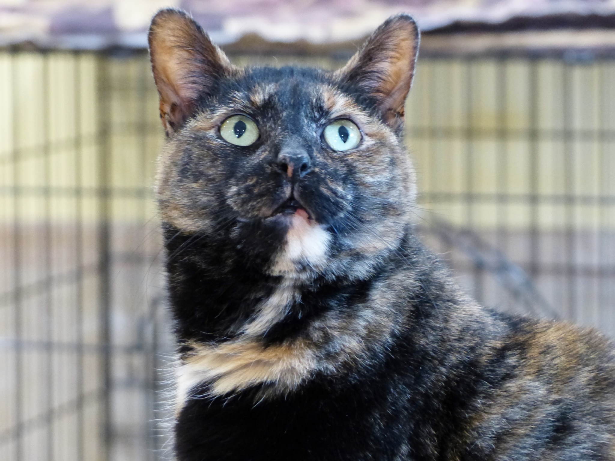 Toggle, an adoptable Tortoiseshell in Rochester, NY, 14622 | Photo Image 5