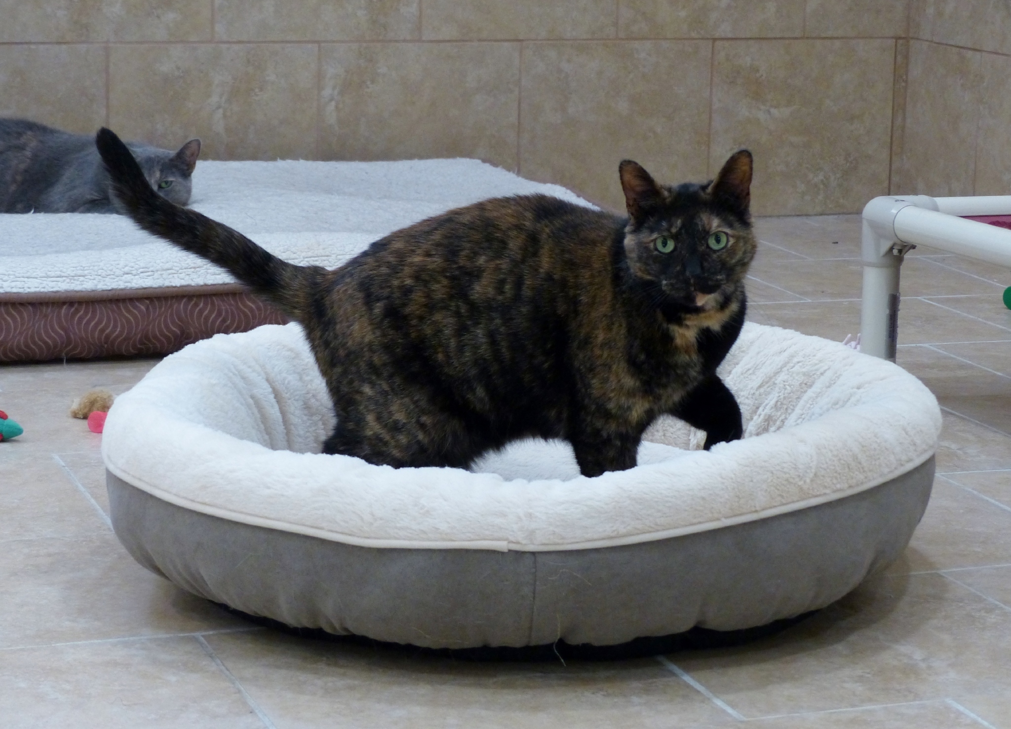 Toggle, an adoptable Tortoiseshell in Rochester, NY, 14622 | Photo Image 6
