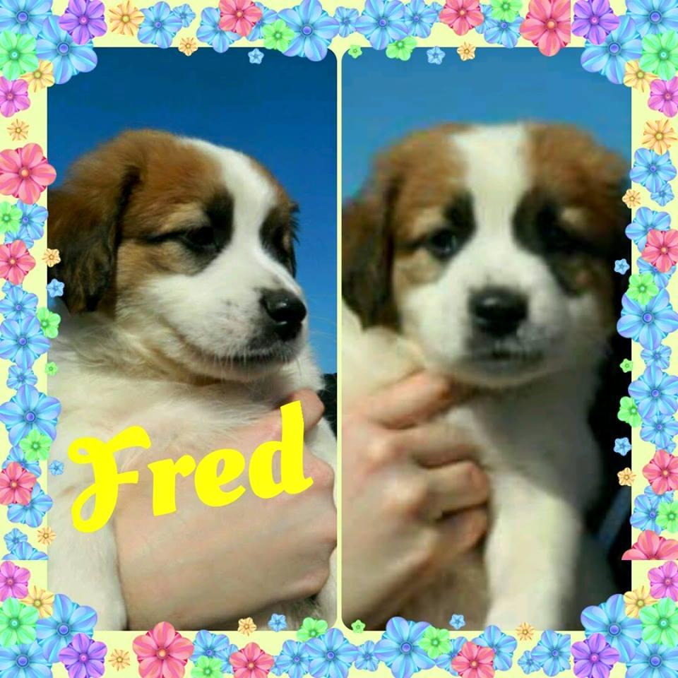 Fred detail page