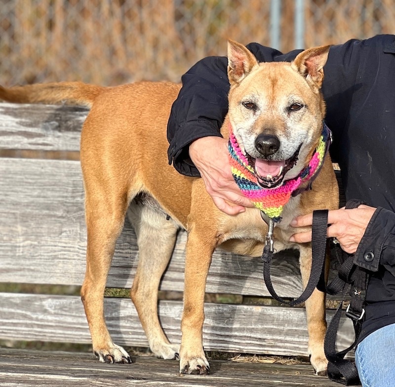 Peggy, an adoptable Shepherd, Boxer in Palmyra, VA, 22963 | Photo Image 2