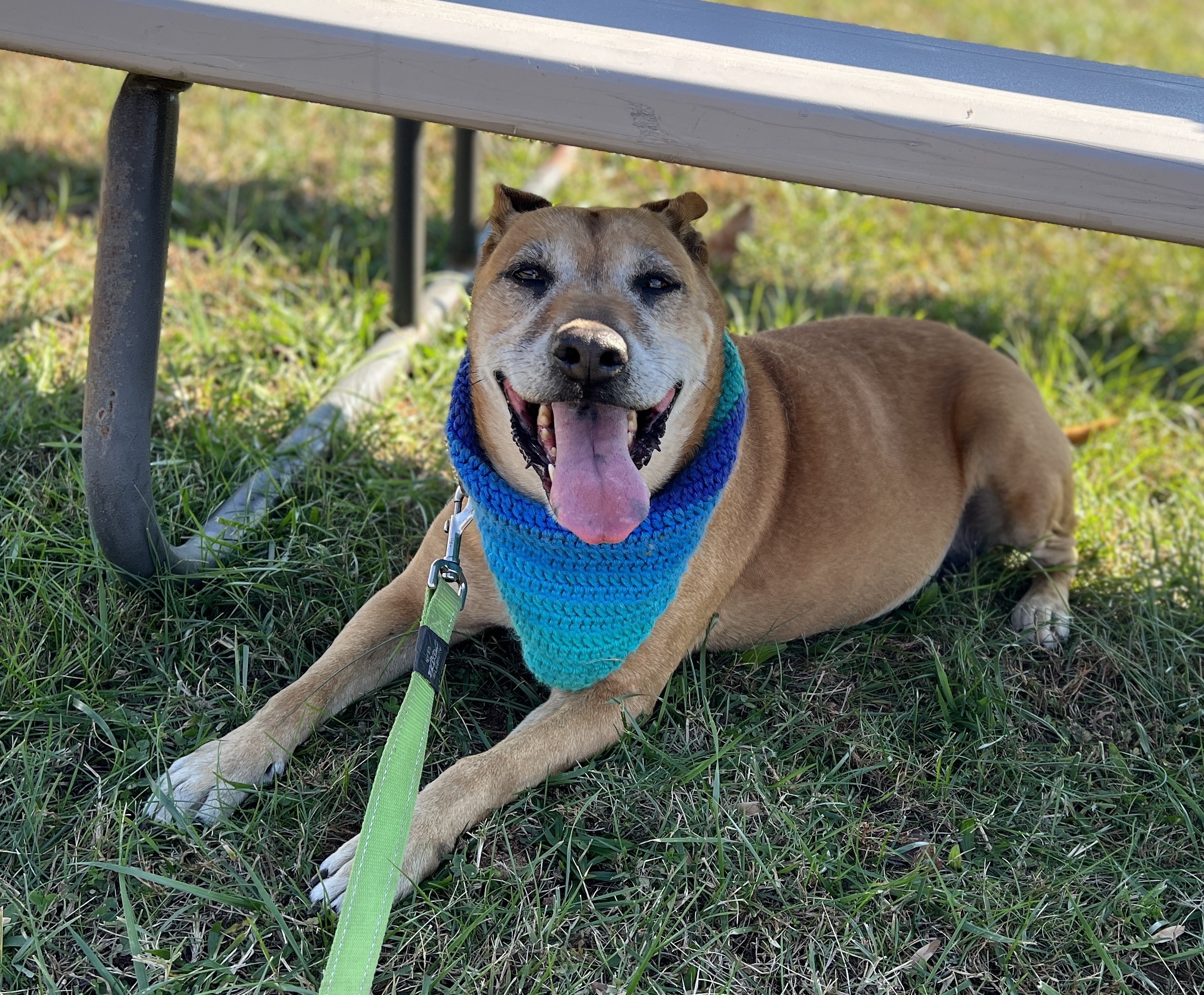 Peggy, an adoptable Shepherd, Boxer in Palmyra, VA, 22963 | Photo Image 1