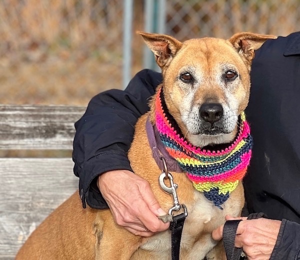 Peggy, an adoptable Shepherd, Boxer in Palmyra, VA, 22963 | Photo Image 3