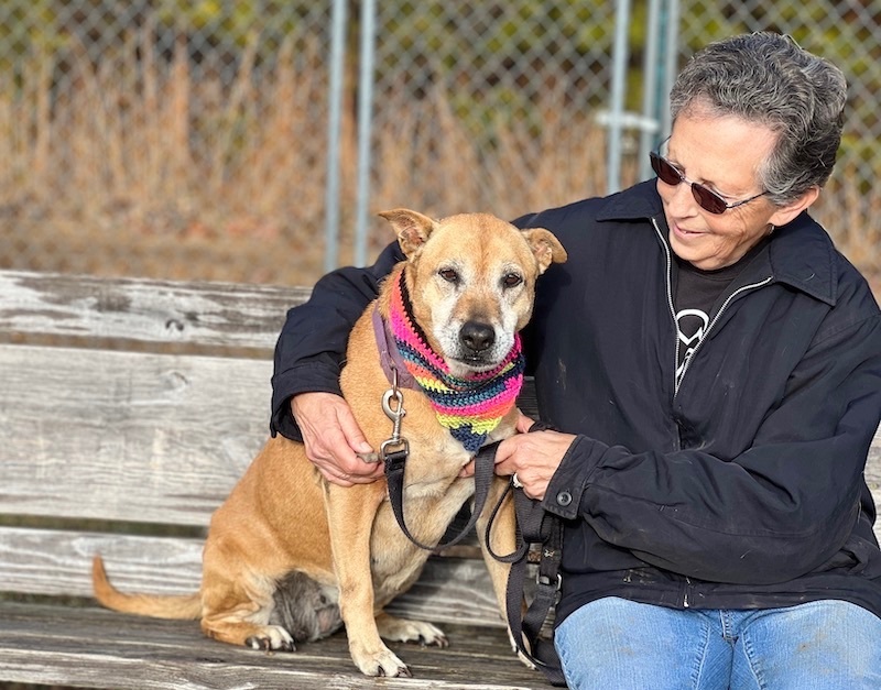 Peggy, an adoptable Shepherd, Boxer in Palmyra, VA, 22963 | Photo Image 5