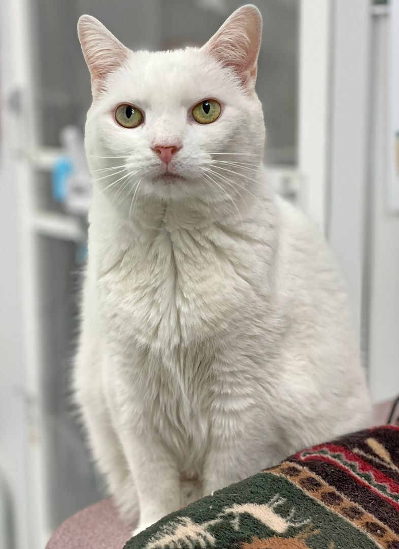 Boo Kitty, an adoptable Turkish Angora in Charles Town, WV, 25414 | Photo Image 2