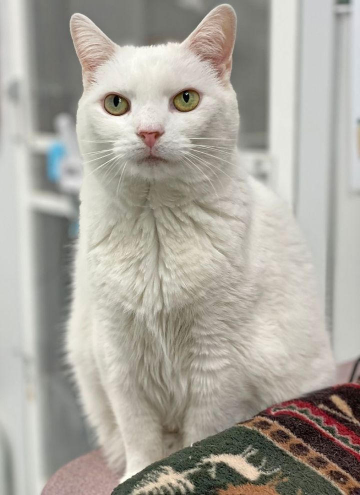 Boo Kitty, an adoptable Turkish Angora in Charles Town, WV_image-2