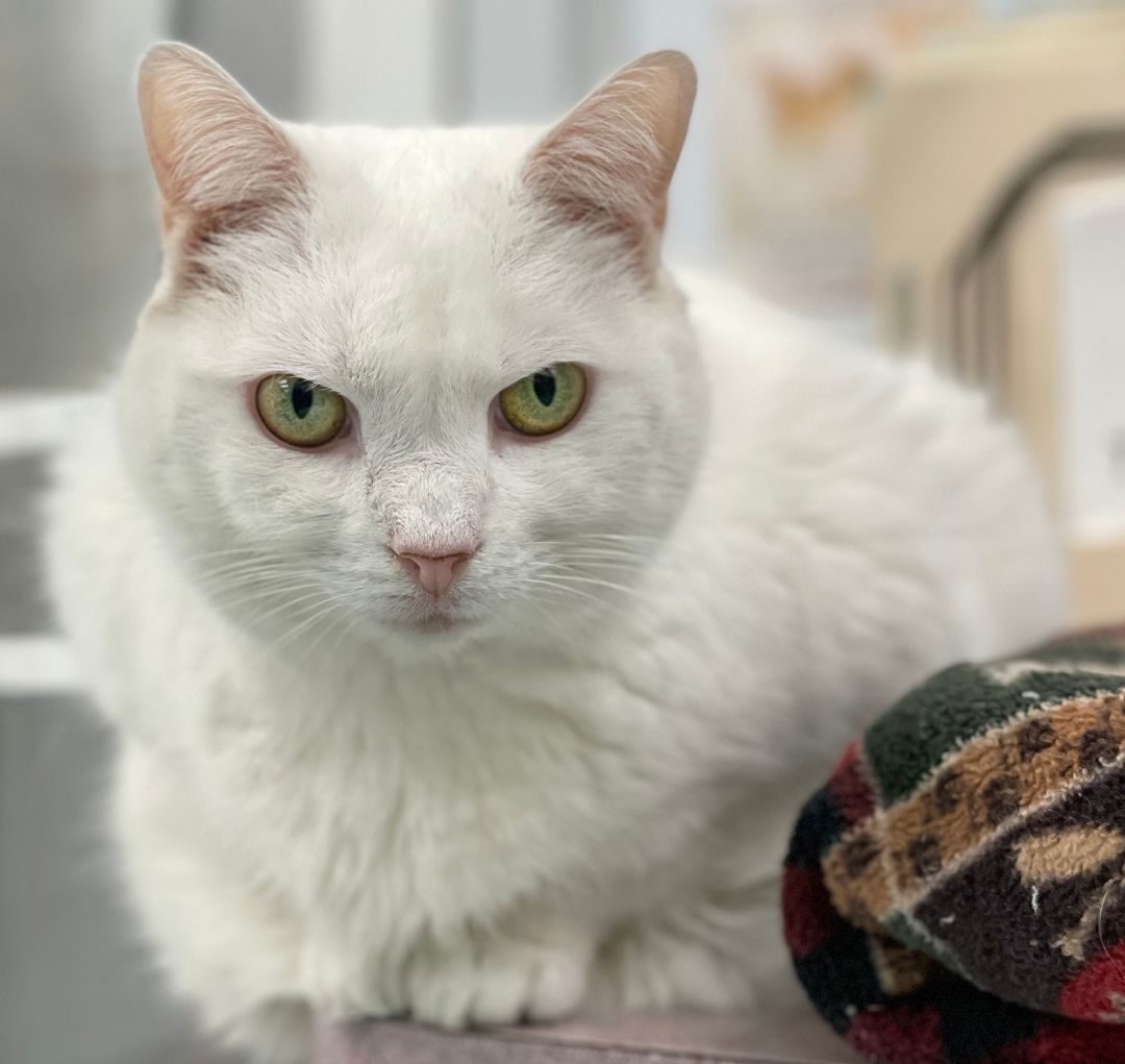 Boo Kitty, an adoptable Turkish Angora in Charles Town, WV, 25414 | Photo Image 3