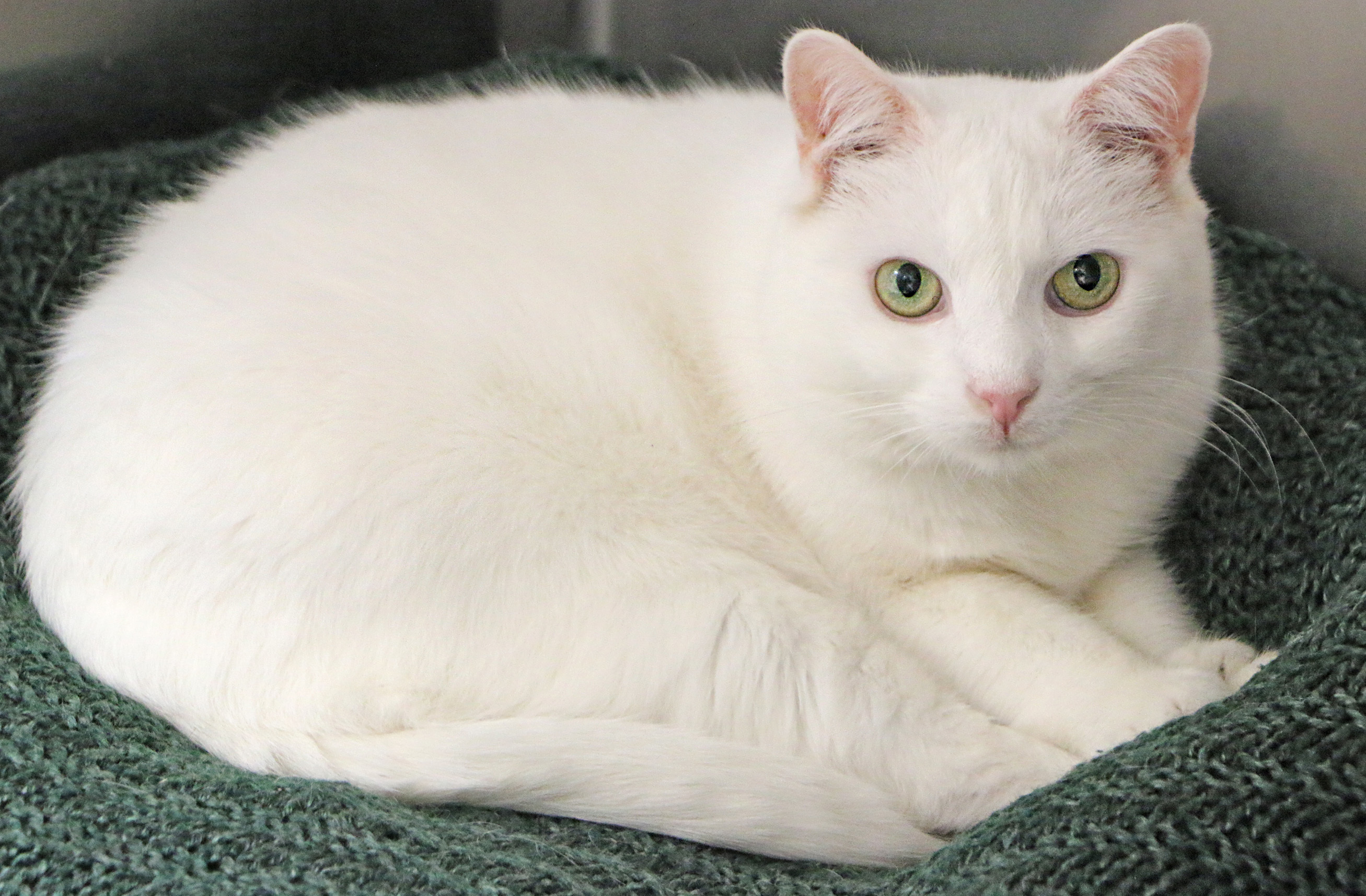 Boo Kitty, an adoptable Turkish Angora in Charles Town, WV, 25414 | Photo Image 4