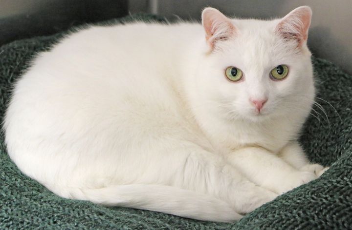 Boo Kitty, an adoptable Turkish Angora in Charles Town, WV_image-4