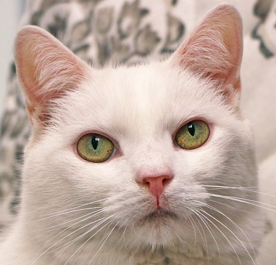 Boo Kitty, an adoptable Turkish Angora in Charles Town, WV, 25414 | Photo Image 1