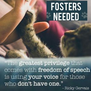 FOSTER HOMES NEEDED
