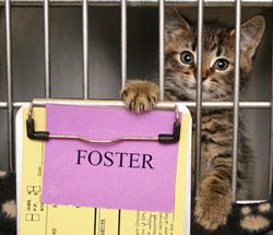 FOSTER HOMES NEEDED, an adoptable Domestic Short Hair in Holbrook, NY_image-2