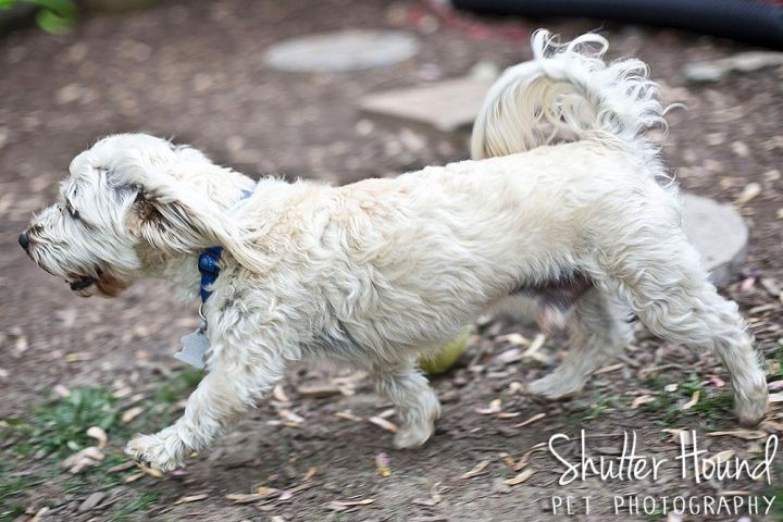 Herbie, an adopted Lhasa Apso Mix in Edwards, IL_image-2