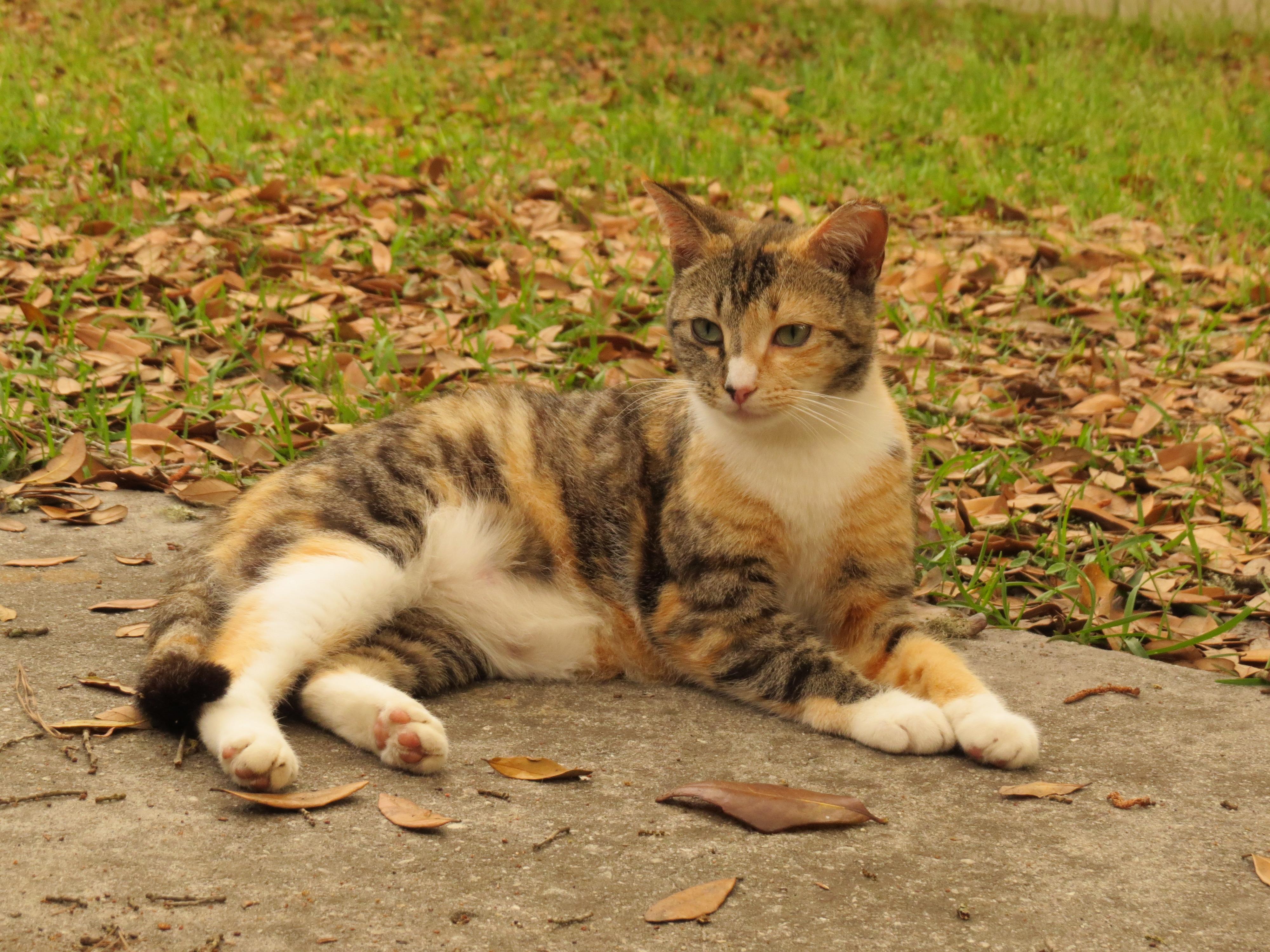 Pretty, an adoptable Calico in Rural Hall, NC, 27045 | Photo Image 2
