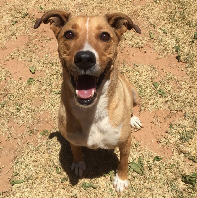 Dog for adoption - Banner, a Labrador Retriever & Australian Shepherd Mix in Midland, TX | Petfinder