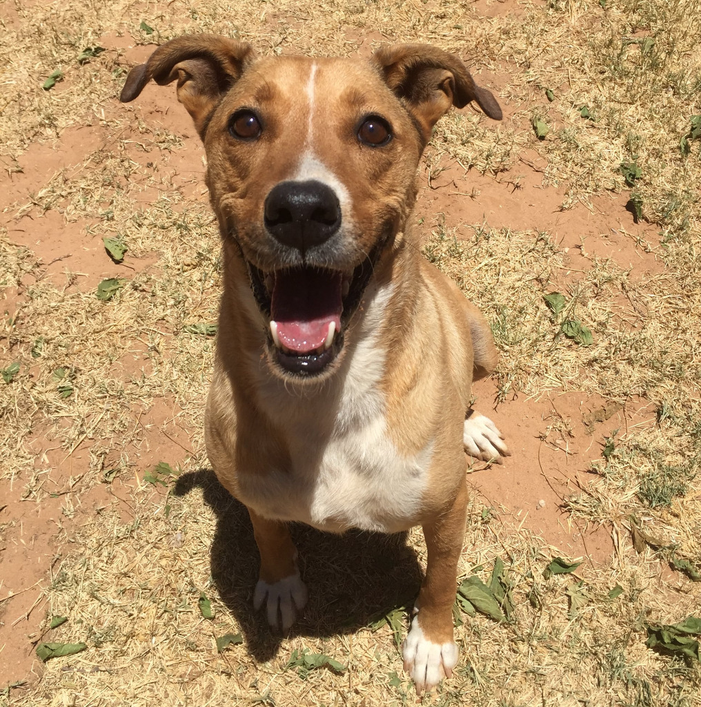 Banner, an adoptable Labrador Retriever, Australian Shepherd in Midland, TX, 79705 | Photo Image 1