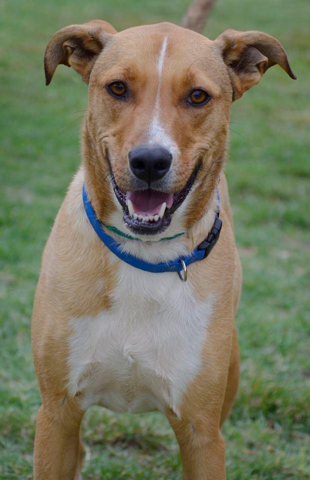 Banner, an adoptable Labrador Retriever, Australian Shepherd in Midland, TX, 79705 | Photo Image 2