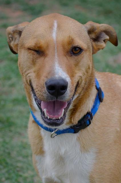 Banner, an adoptable Labrador Retriever, Australian Shepherd in Midland, TX, 79705 | Photo Image 3