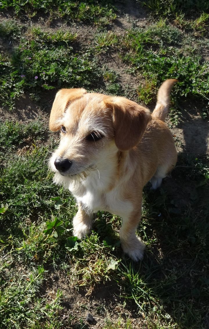 Taffy, an adopted Dachshund & Terrier Mix in Petaluma, CA_image-2