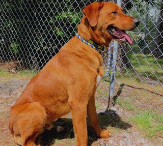 RUSTY, an adopted Chesapeake Bay Retriever Mix in Wilmington, NC_image-1